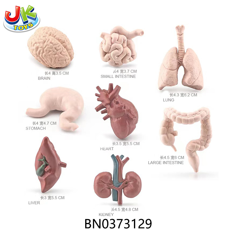 PVC HUMAN ORGAN MODEL SET,8 PCS toys